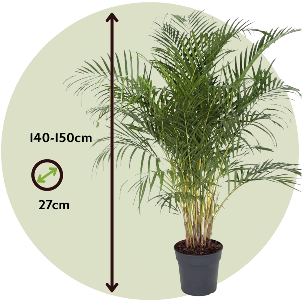 Palmier Areca - Dypsis lutescens - Înălţime 140-150cm - ⌀27cm
