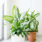 Dieffenbachia - Dieffenbachia 'Tropic' - Înălţime 70-80cm - ⌀24cm