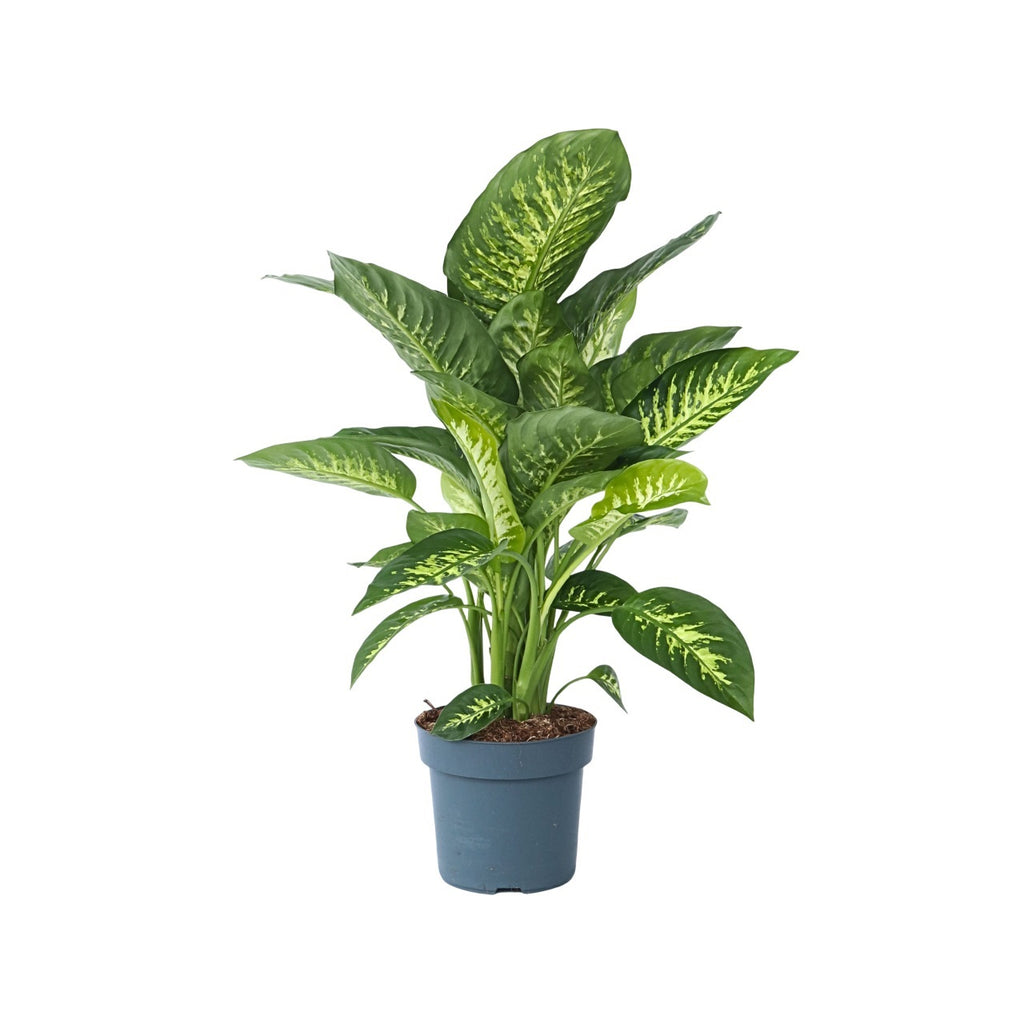 Dieffenbachia - Dieffenbachia 'Tropic' - Înălţime 70-80cm - ⌀24cm