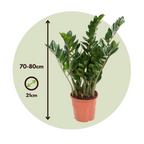 Planta dinozaur - Zamioculcas Emerald - Înălţime 70-80cm - ⌀21cm