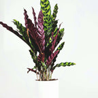 Calatea - Calathea 'Wavestar' - Înălţime 90cm - ⌀27cm