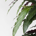 Calatea - Calathea 'Wavestar' - Înălţime 90cm - ⌀27cm