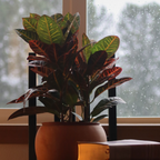 Croton - Codiaeum variegatum 'Mrs. Iceton' - Înălţime 60-70cm - ⌀19cm