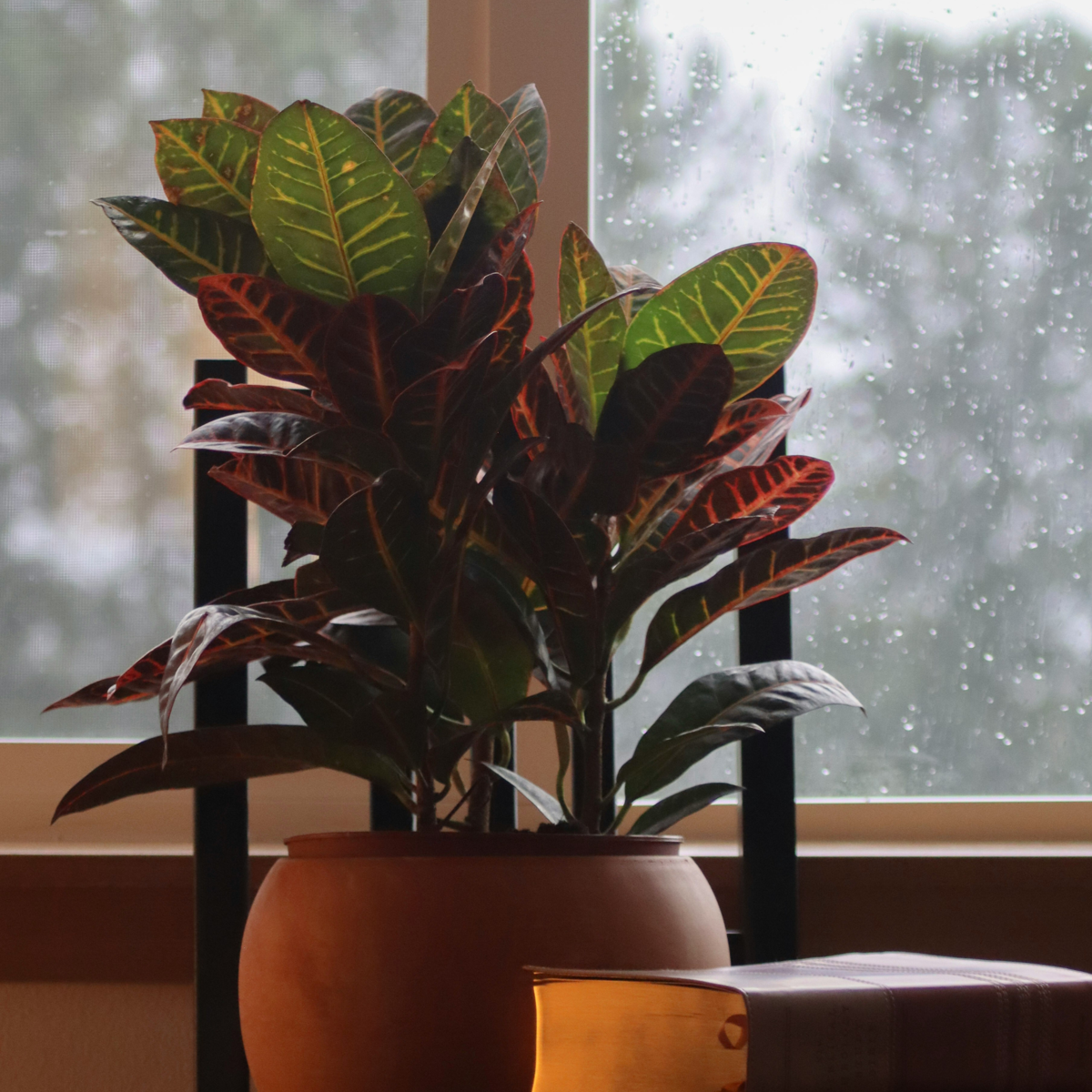 Croton - Codiaeum variegatum 'Mrs. Iceton' - Înălţime 60-70cm - ⌀19cm