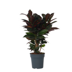 Croton - Codiaeum variegatum 'Mrs. Iceton' - Înălţime 60-70cm - ⌀19cm