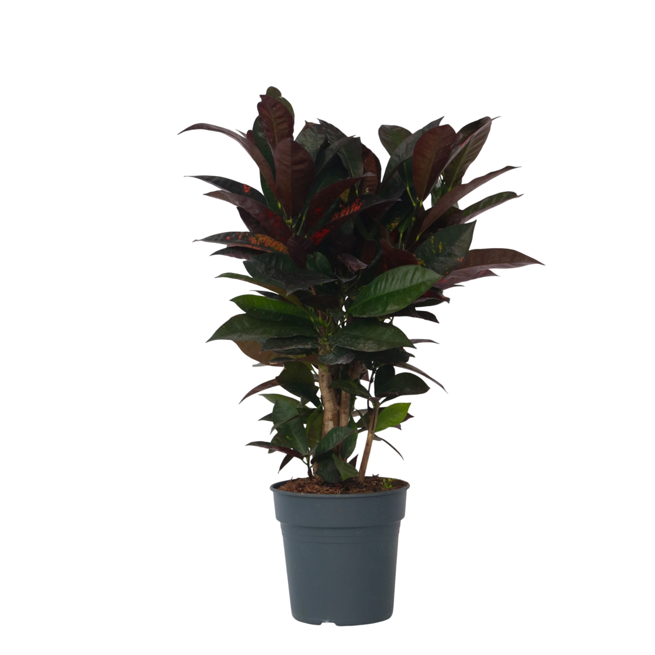 Croton - Codiaeum variegatum 'Mrs. Iceton' - Înălţime 60-70cm - ⌀19cm