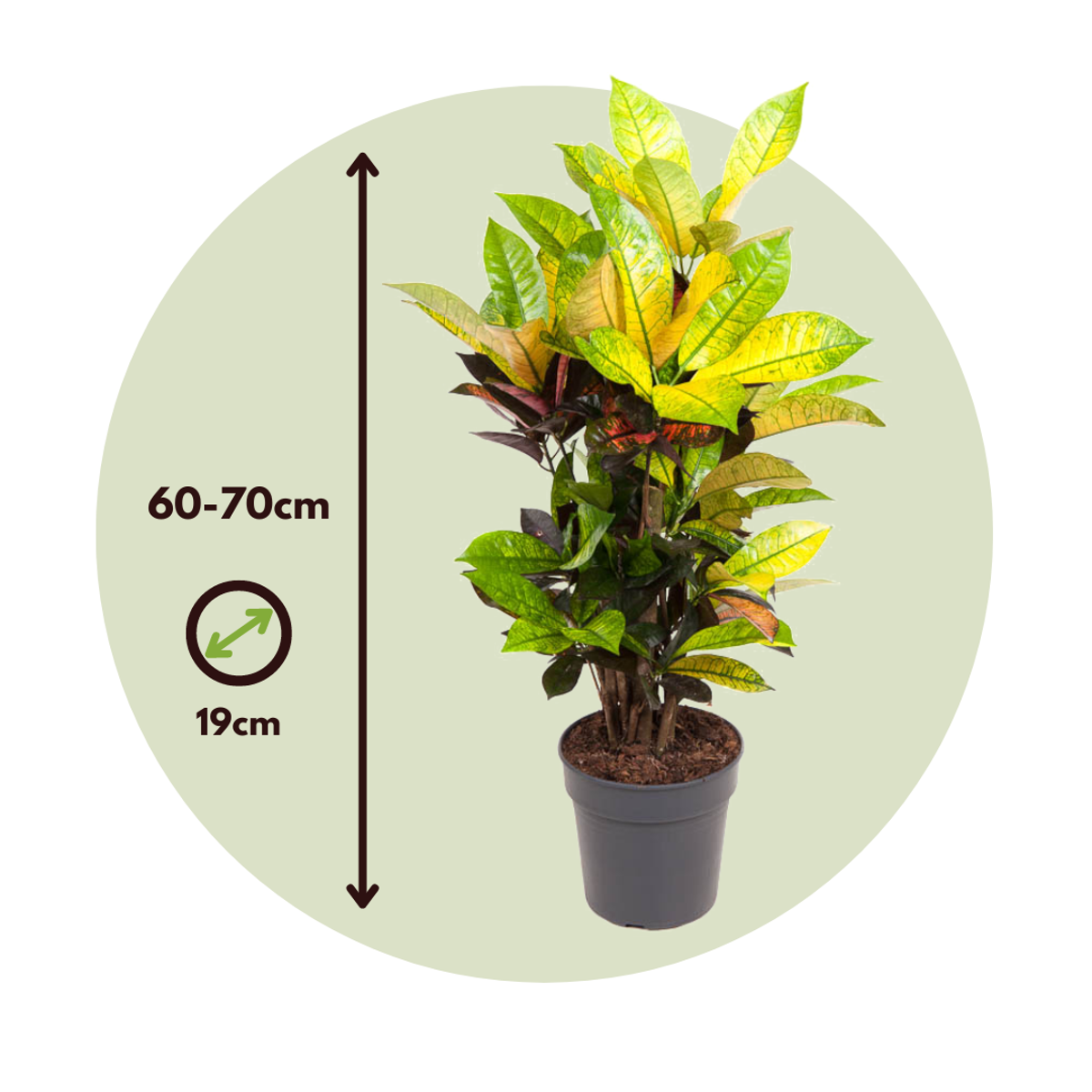 Croton - Codiaeum variegatum 'Mrs. Iceton' - Înălţime 60-70cm - ⌀19cm