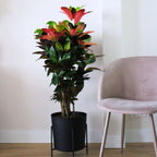 Croton - Codiaeum variegatum 'Mrs. Iceton' - Înălțime 90-100cm - Ghiveci 27cm