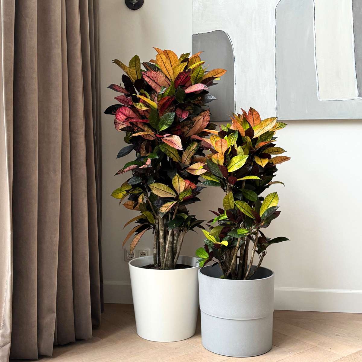 Croton - Codiaeum variegatum 'Mrs. Iceton' - Înălțime 90-100cm - Ghiveci 27cm