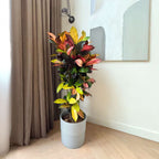 Croton - Codiaeum variegatum 'Mrs. Iceton' - Înălțime 90-100cm - Ghiveci 27cm