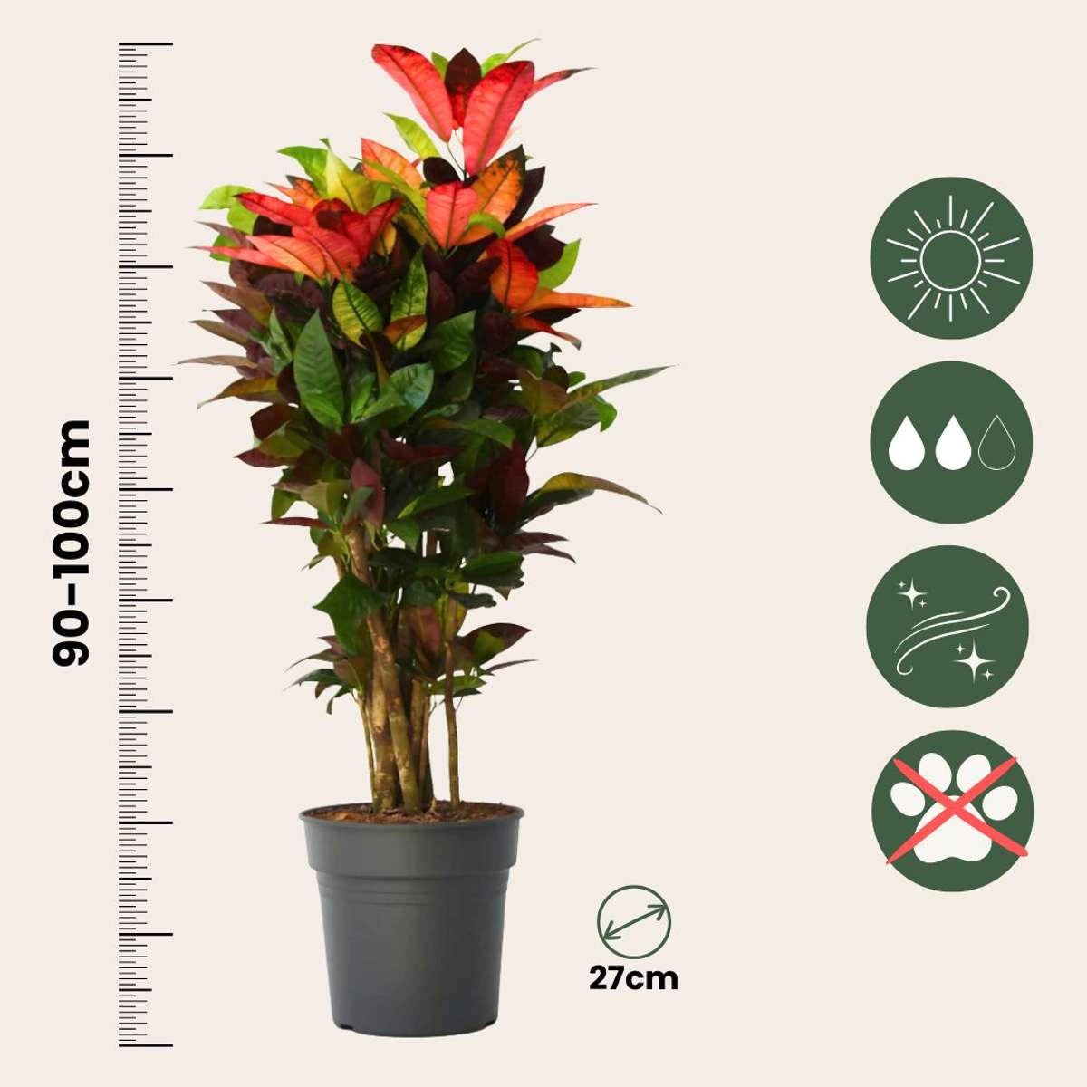 Croton - Codiaeum variegatum 'Mrs. Iceton' - Înălțime 90-100cm - Ghiveci 27cm