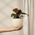 Filodendron - Philodendron 'Imperial Red' - Înălţime 50cm - ⌀19cm