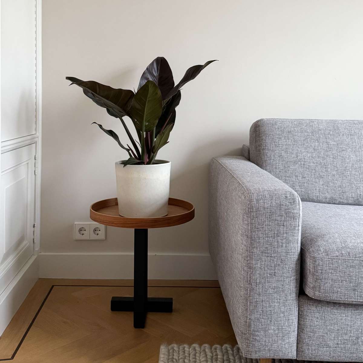 Filodendron - Philodendron 'Imperial Red' - Înălţime 50cm - ⌀19cm