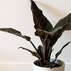 Filodendron - Philodendron 'Imperial Red' - Înălţime 50cm - ⌀19cm