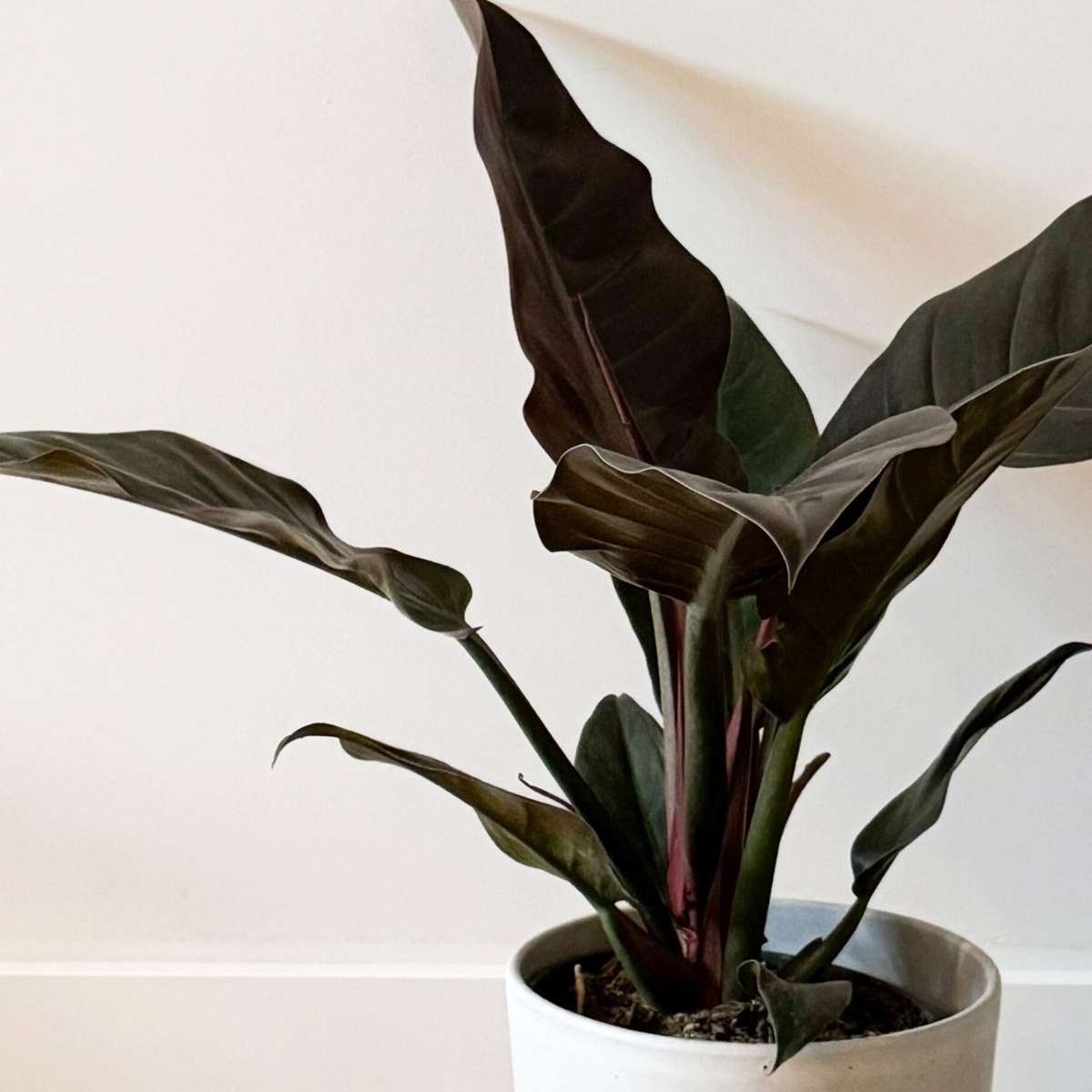 Filodendron - Philodendron 'Imperial Red' - Înălţime 50cm - ⌀19cm