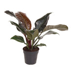 Filodendron - Philodendron 'Imperial Red' - Înălţime 50cm - ⌀19cm