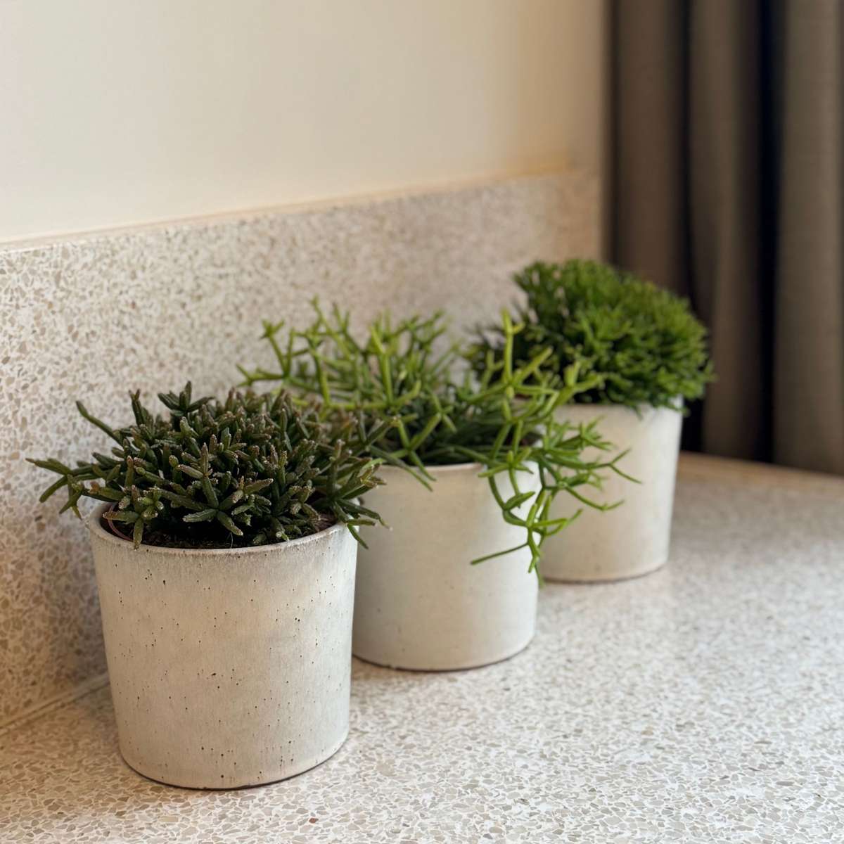 Mix cactus coral - Rhipsalis - Set 3 - Înălțime 15-20 cm - Ghiveci 12 cm