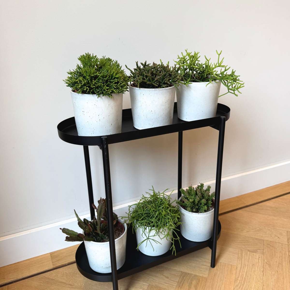 Mix cactus coral - Rhipsalis - Set 3 - Înălțime 15-20 cm - Ghiveci 12 cm