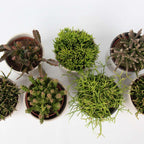 Mix cactus coral - Rhipsalis - Set 3 - Înălțime 15-20 cm - Ghiveci 12 cm