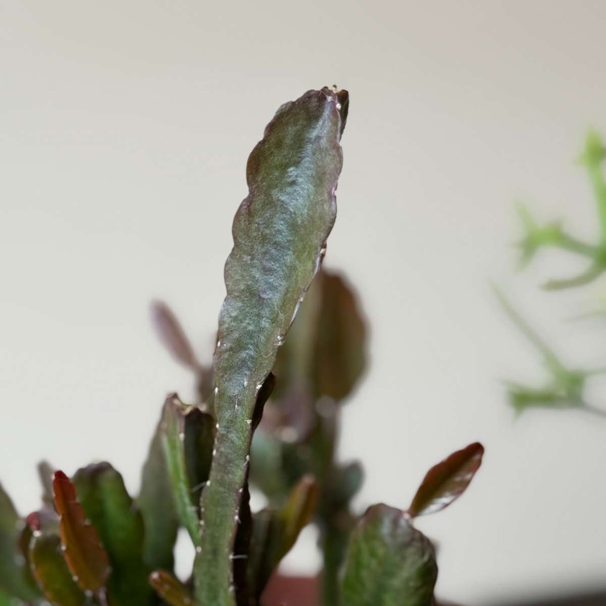 Mix cactus coral - Rhipsalis - Set 3 - Înălțime 15-20 cm - Ghiveci 12 cm