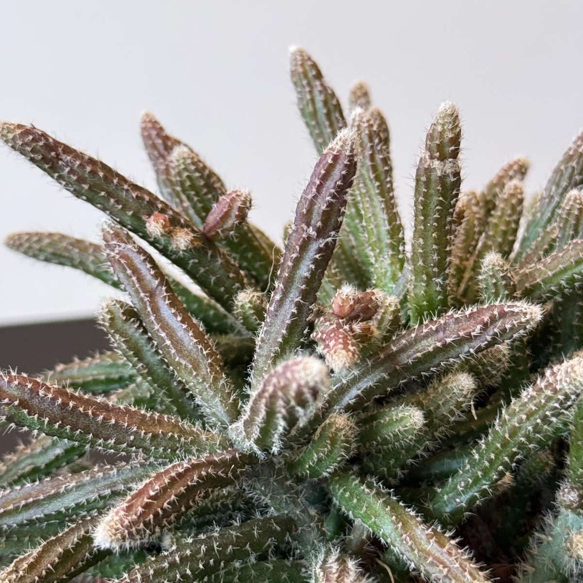 Mix cactus coral - Rhipsalis - Set 3 - Înălțime 15-20 cm - Ghiveci 12 cm