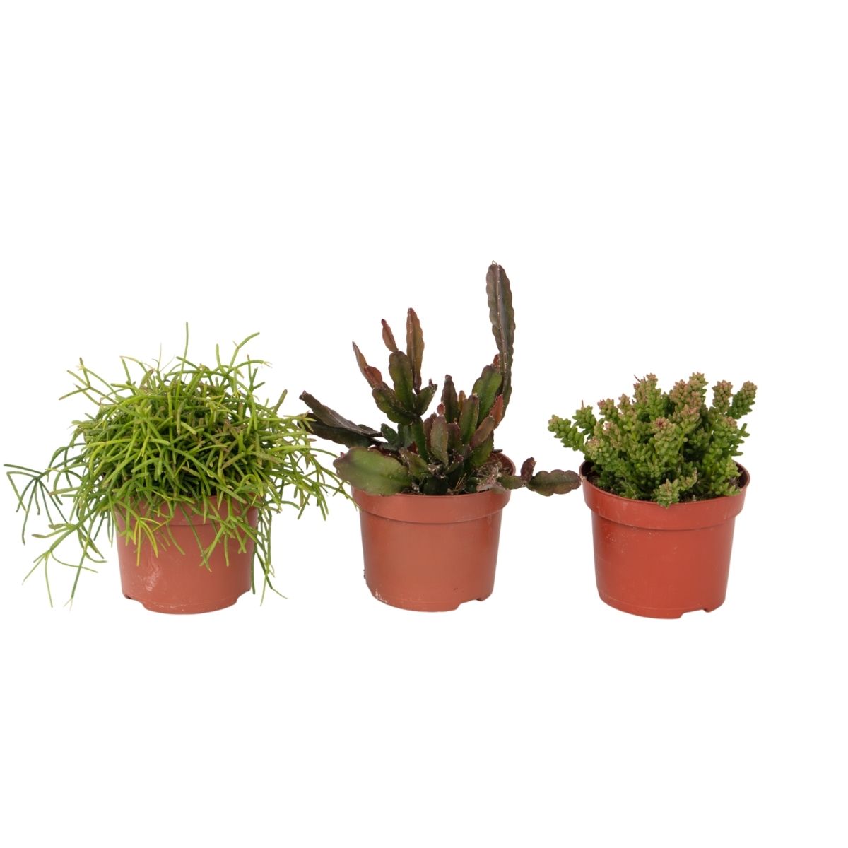 Mix cactus coral - Rhipsalis - Set 3 - Înălțime 15-20 cm - Ghiveci 12 cm
