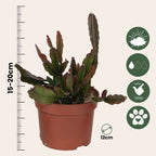 Mix cactus coral - Rhipsalis - Set 3 - Înălțime 15-20 cm - Ghiveci 12 cm