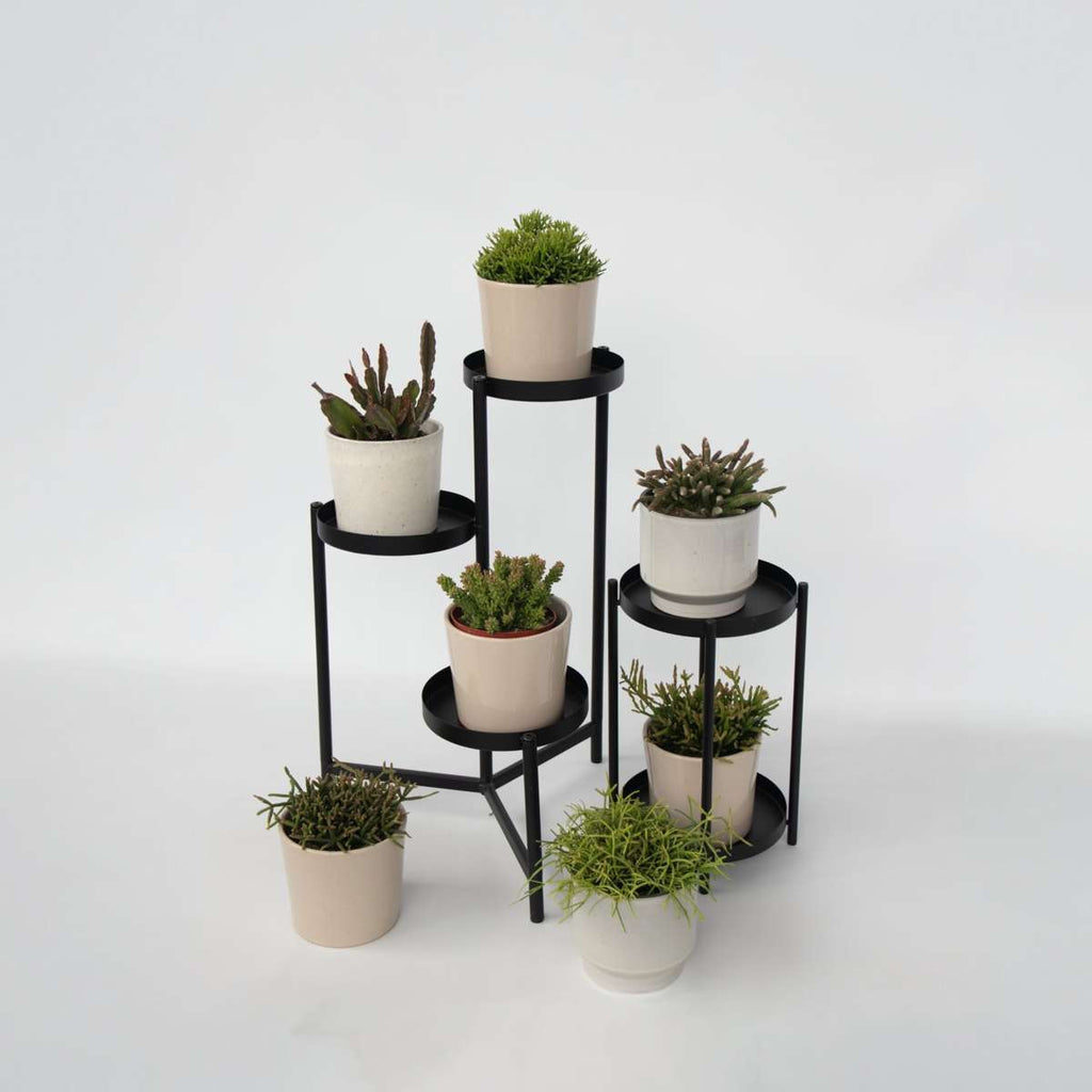 Mix cactus coral - Rhipsalis - Set 6 - Înălțime 15-20 cm - Ghiveci 12 cm