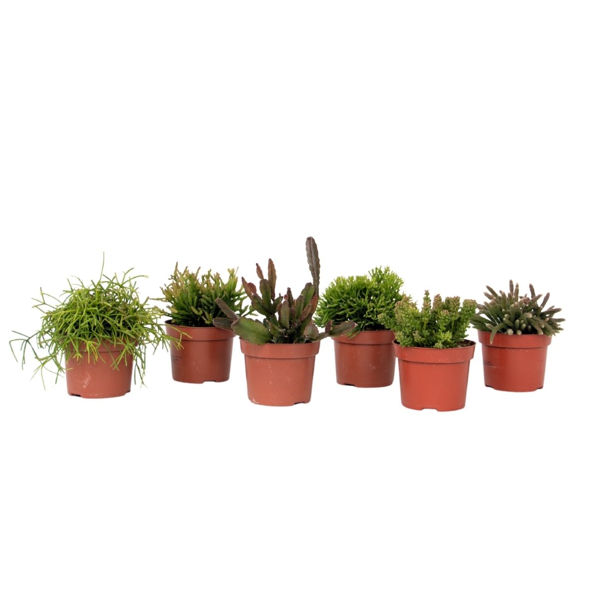 Mix cactus coral - Rhipsalis - Set 6 - Înălțime 15-20 cm - Ghiveci 12 cm
