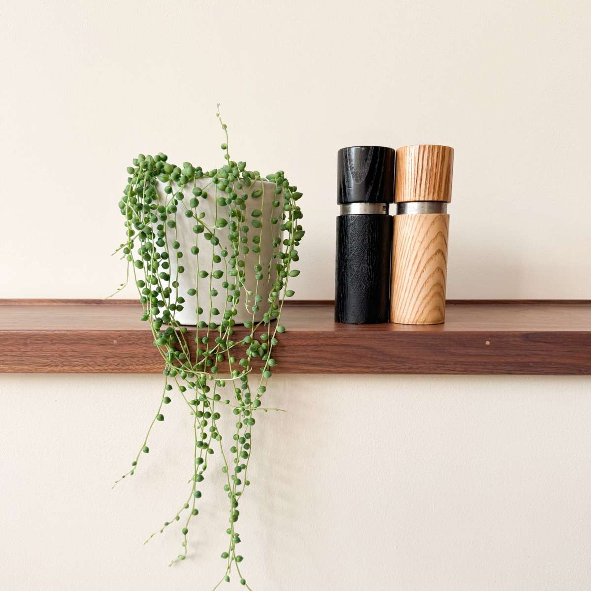 Sirag de perle - Senecio rowleyanus - Înălţime 10-20cm - ⌀12cm