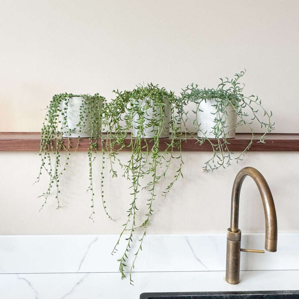 Sirag de perle - Senecio rowleyanus - Înălţime 10-20cm - ⌀12cm