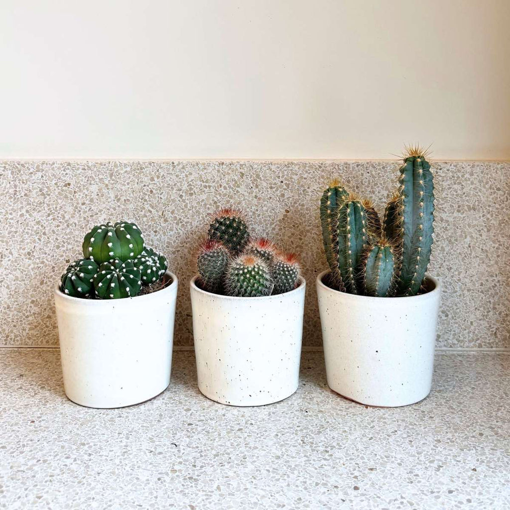 Mix de cactuși - Set de 3 - Cactus - Înălțime 15-20cm - ⌀10,5cm