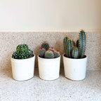Mix de cactuși - Set de 3 - Cactus - Înălțime 15-20cm - ⌀10,5cm