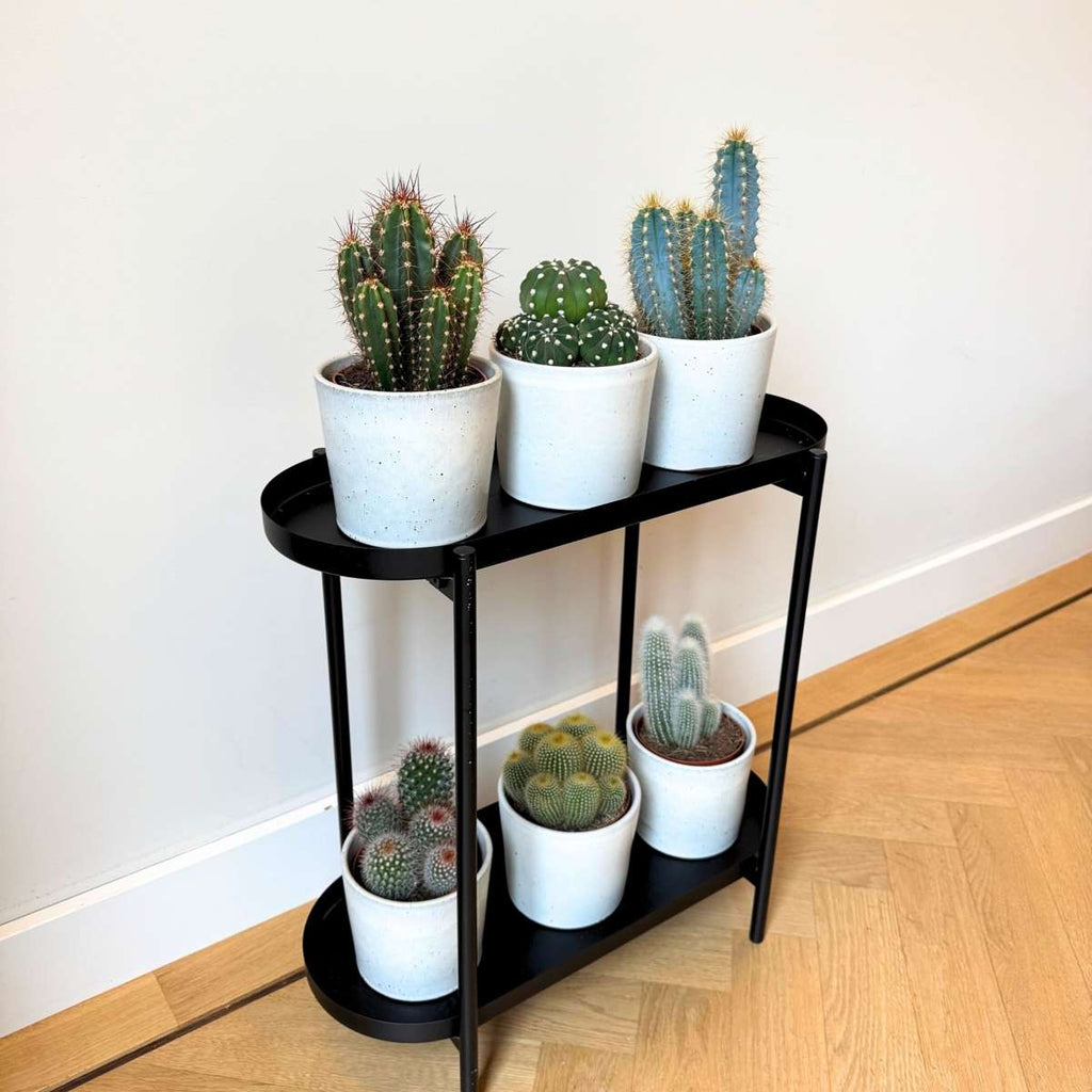 Mix de cactuși - Set de 3 - Cactus - Înălțime 15-20cm - ⌀10,5cm