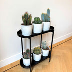 Mix de cactuși - Set de 3 - Cactus - Înălțime 15-20cm - ⌀10,5cm