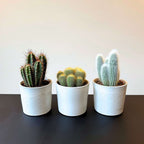 Mix de cactuși - Set de 3 - Cactus - Înălțime 15-20cm - ⌀10,5cm