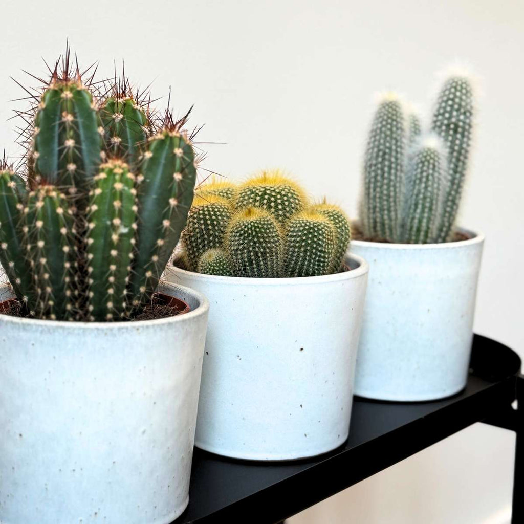 Mix de cactuși - Set de 3 - Cactus - Înălțime 15-20cm - ⌀10,5cm