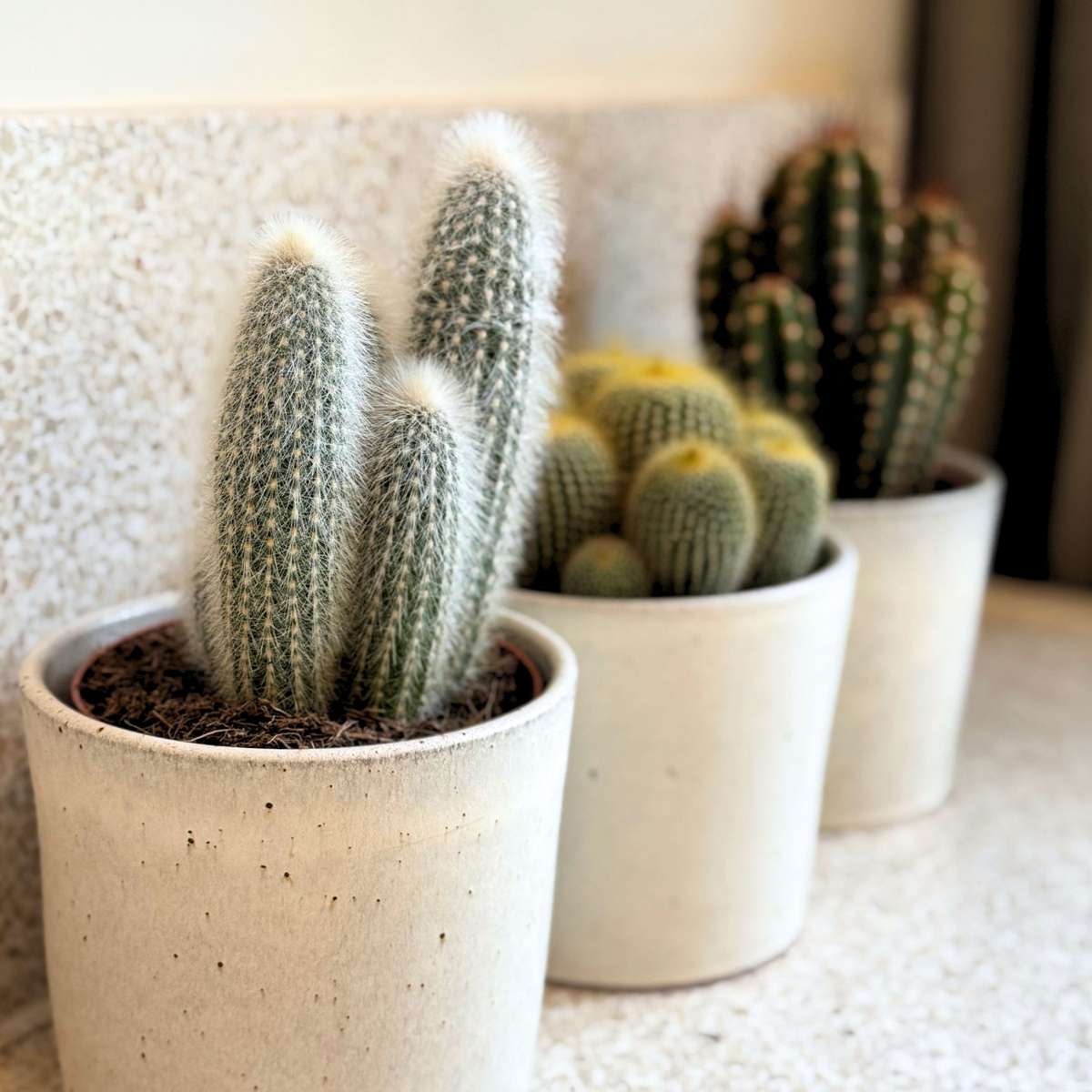 Mix de cactuși - Set de 3 - Cactus - Înălțime 15-20cm - ⌀10,5cm