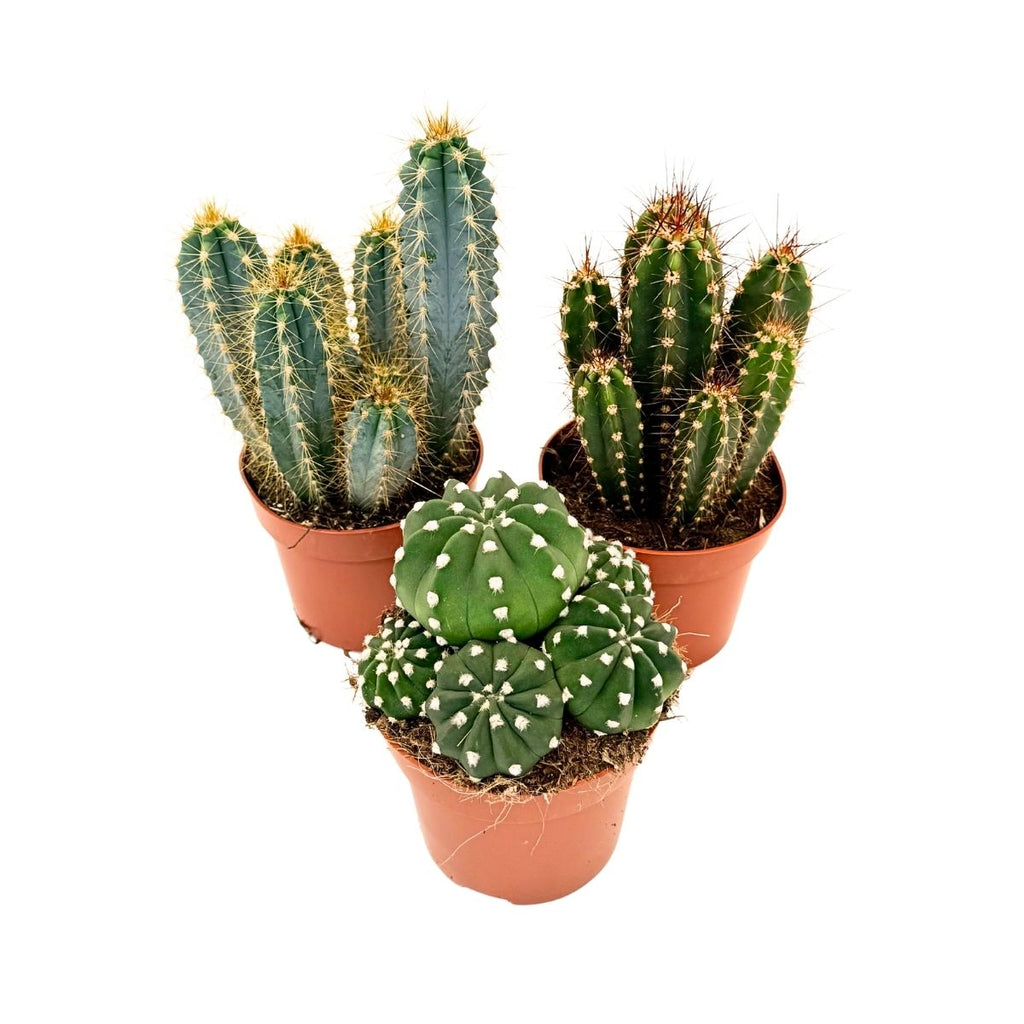 Mix de cactuși - Set de 3 - Cactus - Înălțime 15-20cm - ⌀10,5cm