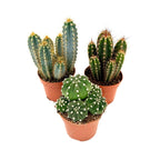 Mix de cactuși - Set de 3 - Cactus - Înălțime 15-20cm - ⌀10,5cm