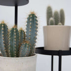 Mix de cactuși - Set de 6 - Cactus - Înălțime 15-20cm - ⌀10,5cm