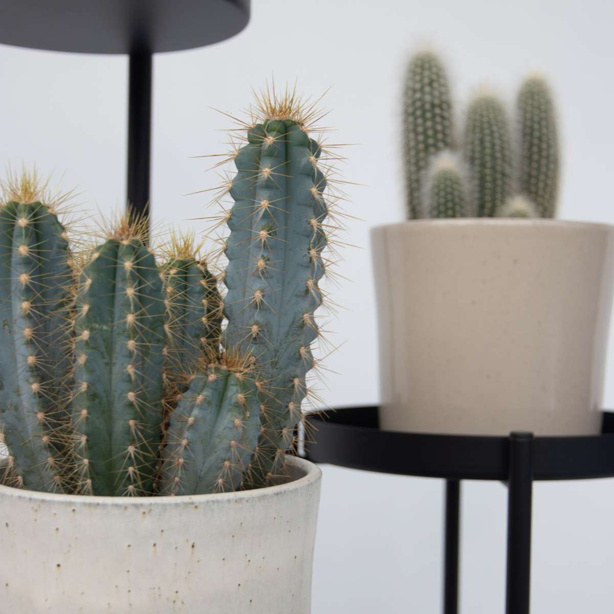 Mix de cactuși - Set de 6 - Cactus - Înălțime 15-20cm - ⌀10,5cm