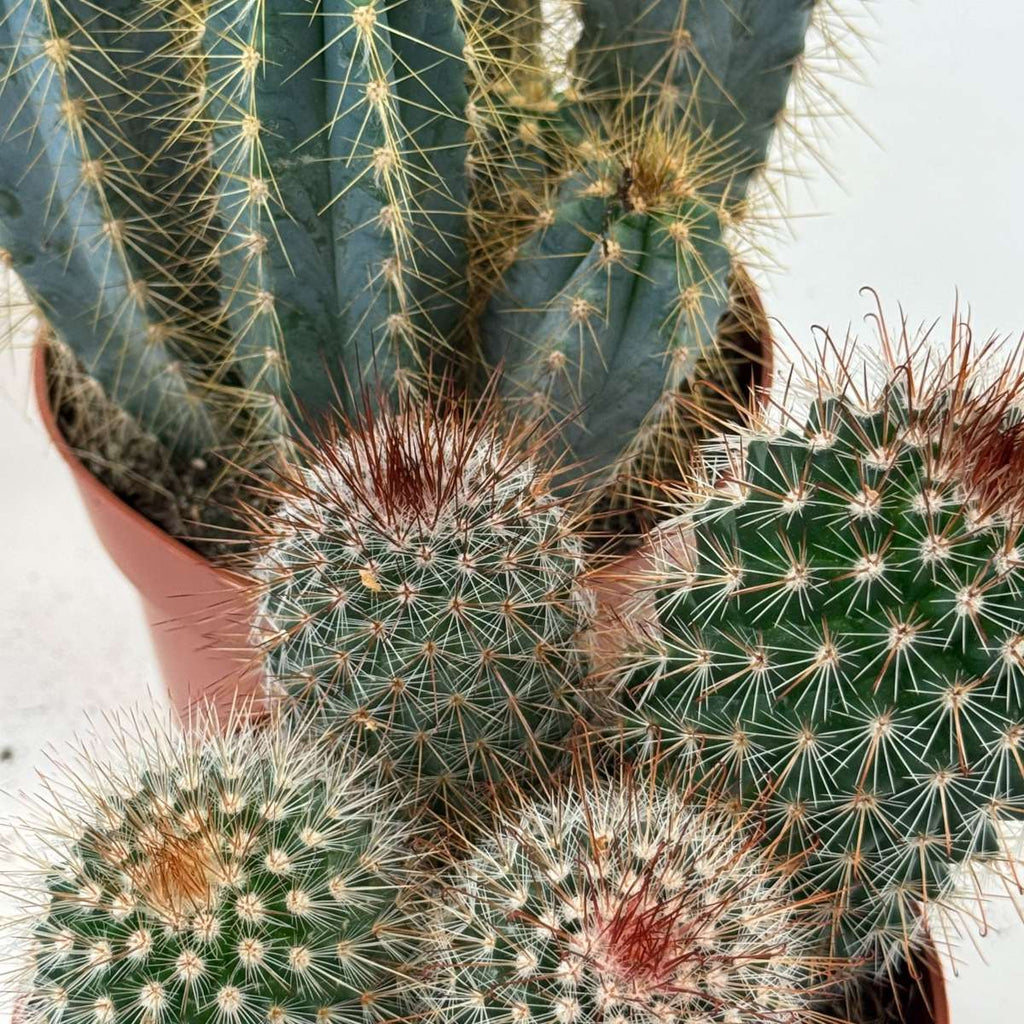 Mix de cactuși - Set de 6 - Cactus - Înălțime 15-20cm - ⌀10,5cm