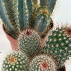 Mix de cactuși - Set de 6 - Cactus - Înălțime 15-20cm - ⌀10,5cm