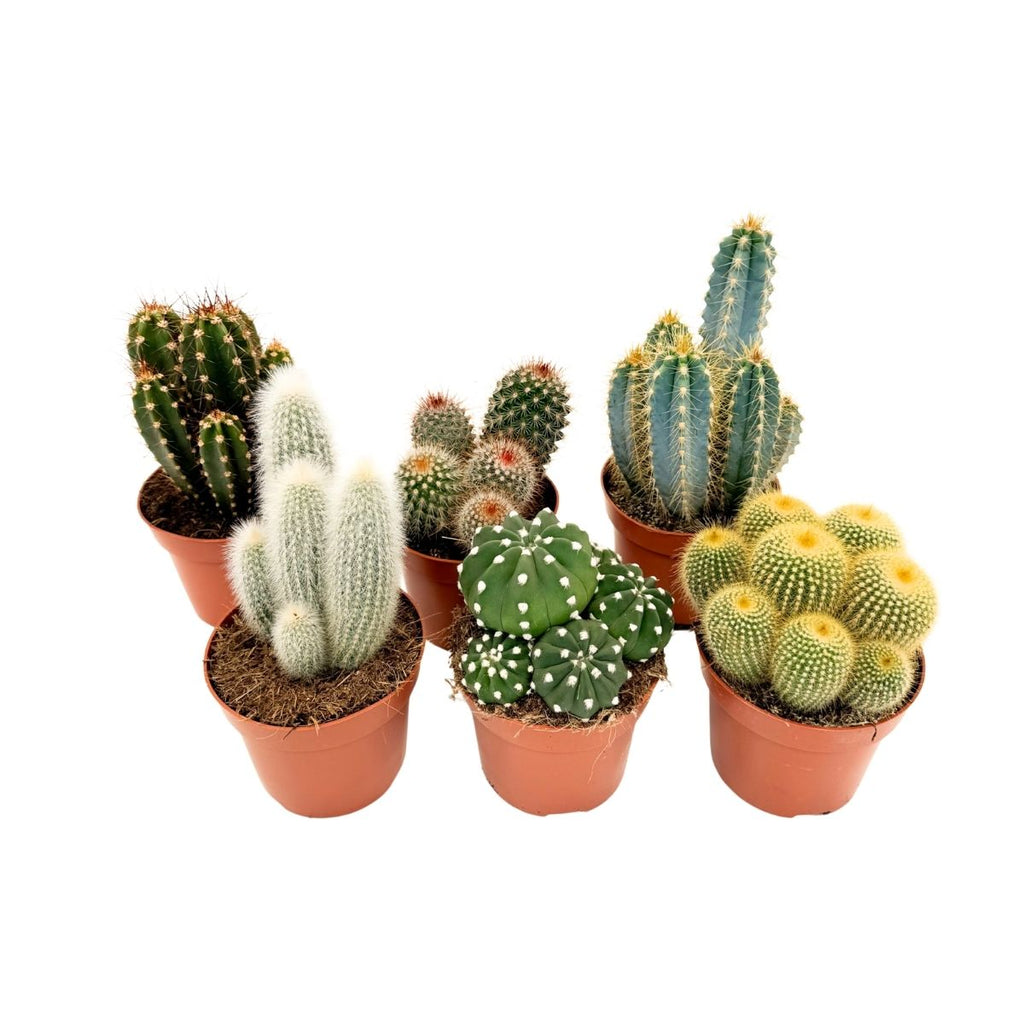 Mix de cactuși - Set de 6 - Cactus - Înălțime 15-20cm - ⌀10,5cm