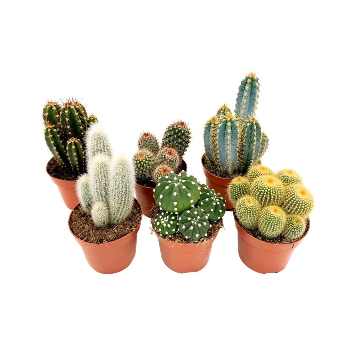 Mix de cactuși - Set de 6 - Cactus - Înălțime 15-20cm - ⌀10,5cm