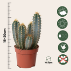Mix de cactuși - Set de 6 - Cactus - Înălțime 15-20cm - ⌀10,5cm