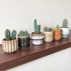 Amestecul de mini cactusi - 60 buc - Cactus - Înălţime 5-10cm - ⌀6cm