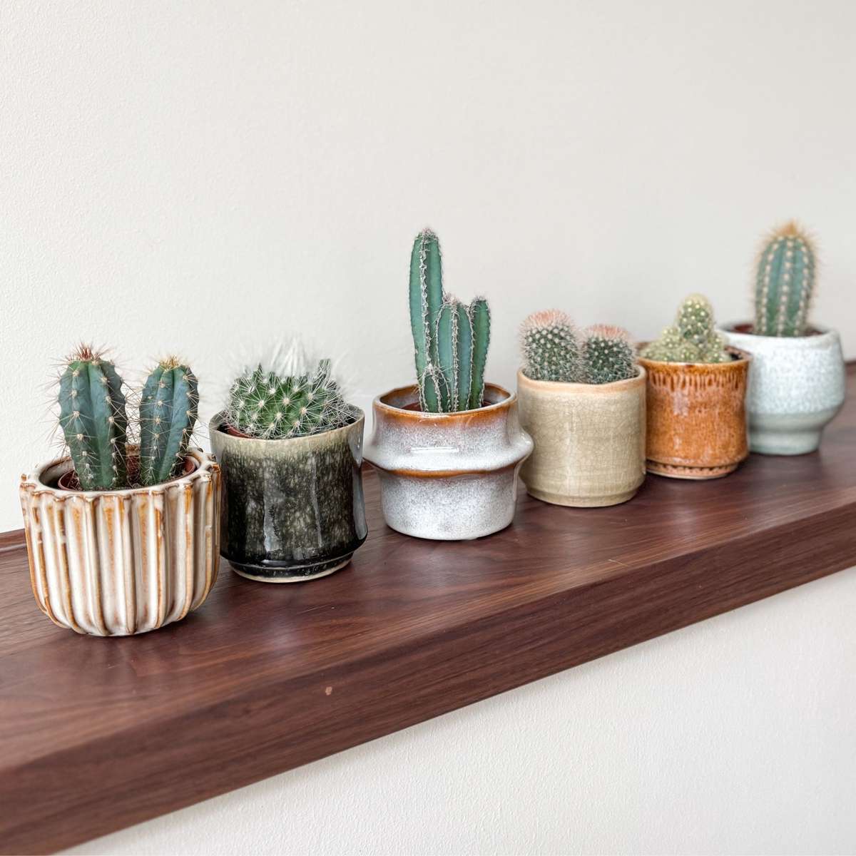 Amestecul de mini cactusi - 60 buc - Cactus - Înălţime 5-10cm - ⌀6cm