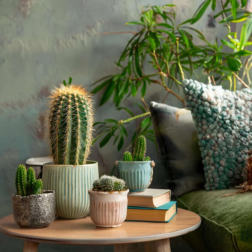 Amestecul de mini cactusi - 12 buc - Cactus - Înălţime 5-10cm - ⌀6cm